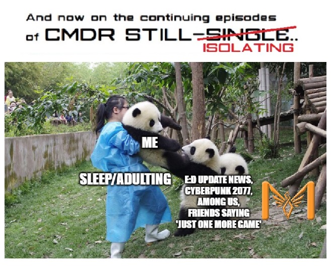 still single - panda fight.jpg